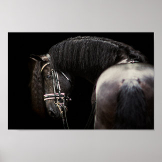 Póster Poster de Stallion de Friesian