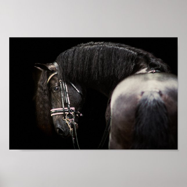 Póster Poster de Stallion de Friesian (Frente)