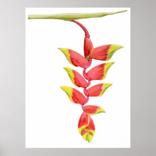 Póster Poster de sucursal de Heliconia