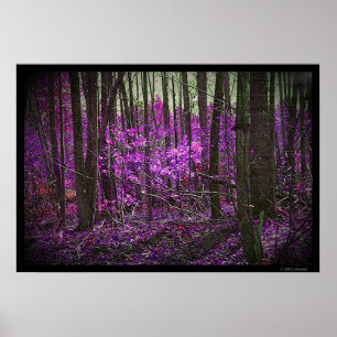 Póster Poster de Sueños de Lavender Faded