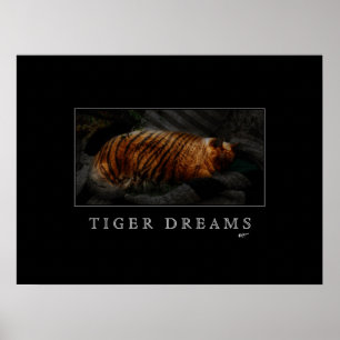 Póster Poster de Sueños de Tigre