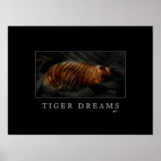 Póster Poster de Sueños de Tigre