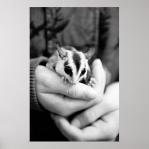 Póster Poster de Sugar Glider
