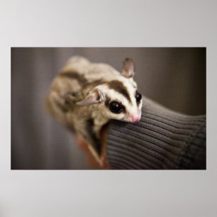 Póster Poster de Sugar Glider