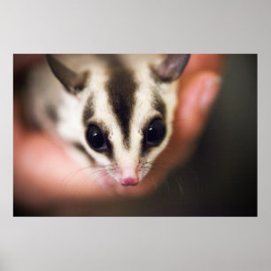 Póster Poster de Sugar Glider