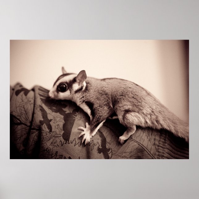 Póster Poster de Sugar Glider (Frente)