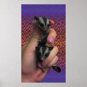 Póster Poster de Sugar Glider