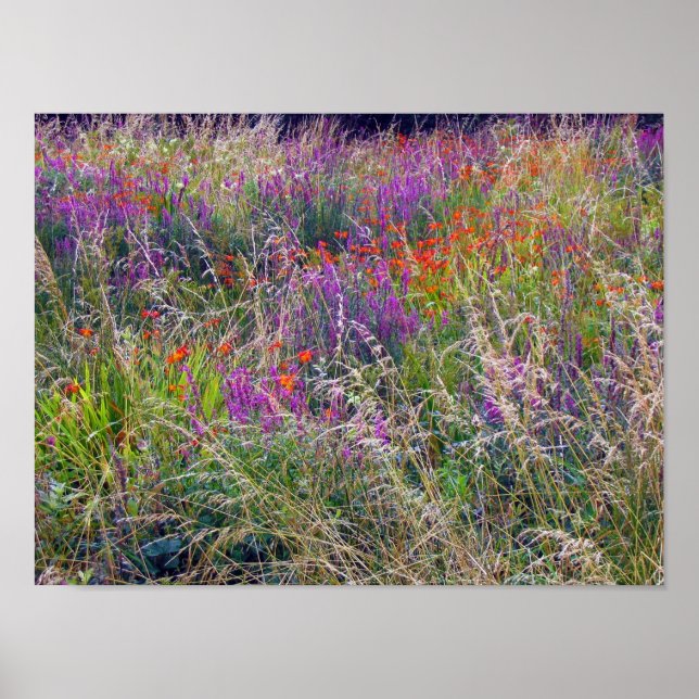 Póster Poster de Summer Meadow de Irlanda (Frente)