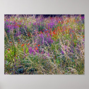 Póster Poster de Summer Meadow de Irlanda