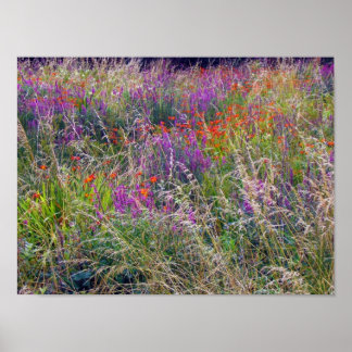 Póster Poster de Summer Meadow de Irlanda