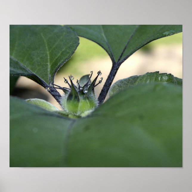 Póster Poster de Sunflower Dew (Frente)