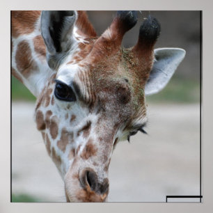Póster Poster de Sweet Giraffe