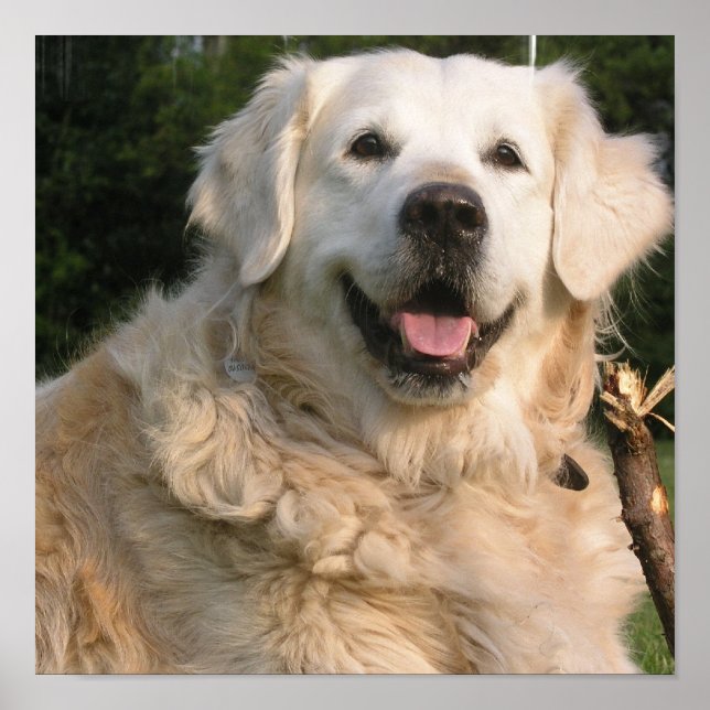 Póster Poster de Sweet Golden Retriever (Frente)