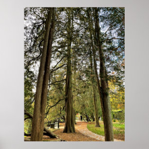 Póster Poster de Tall Trees