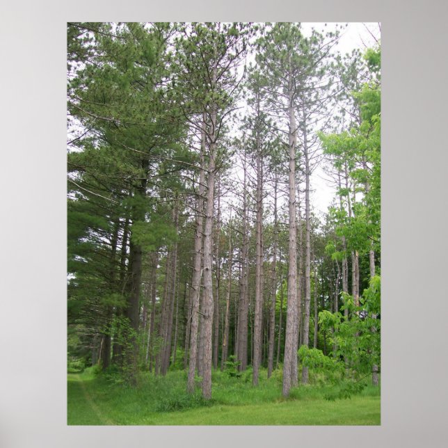 Póster Poster de Tall Trees (Frente)