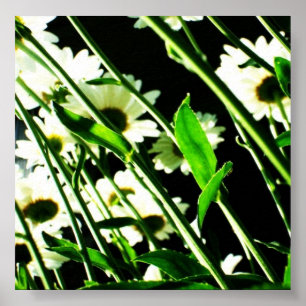 Póster Poster de tallas de Daisy