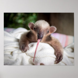 Póster Poster de Tamandua