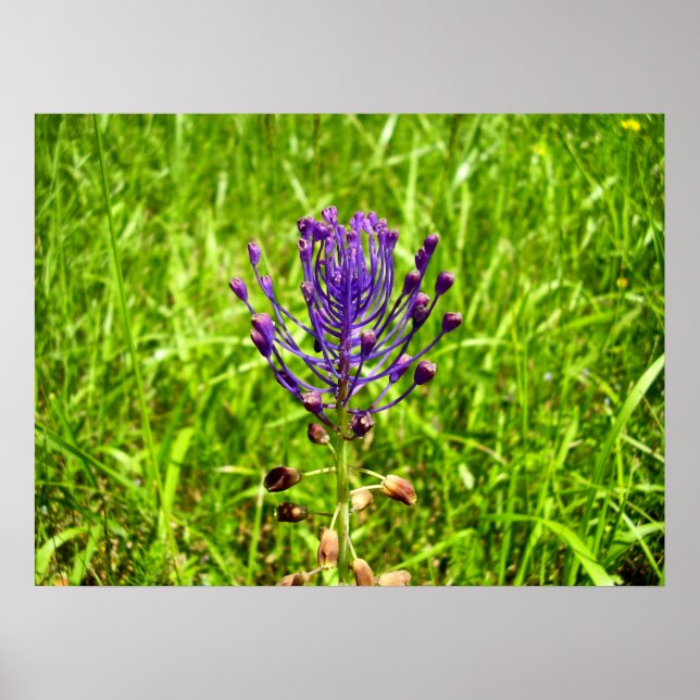 Póster Poster de Tassel-Hyacinth (Frente)