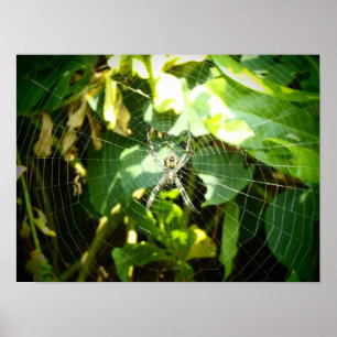 Póster Poster de telaraña de Hawái