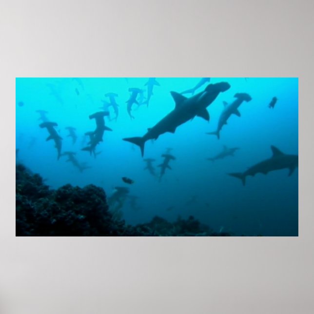Póster Poster de tiburón martillo (Frente)