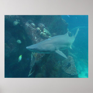 Póster Poster de tiburones