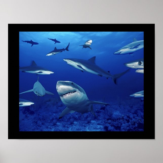 Póster Poster de tiburones (Frente)