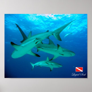 Póster Poster de tiburones de arrecife