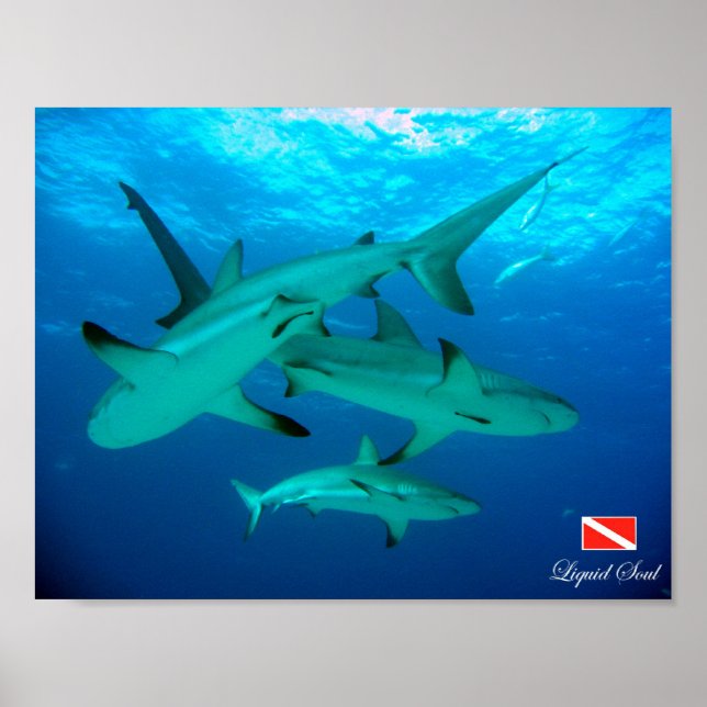 Póster Poster de tiburones de arrecife (Frente)