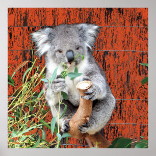 Póster Poster de tiempo de refrigerio de Koala