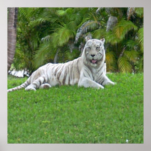 Póster Poster de tigre blanco y palmeras sonrientes