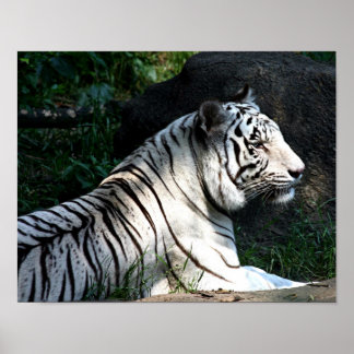 Póster Poster de tigre iluminado por el sol