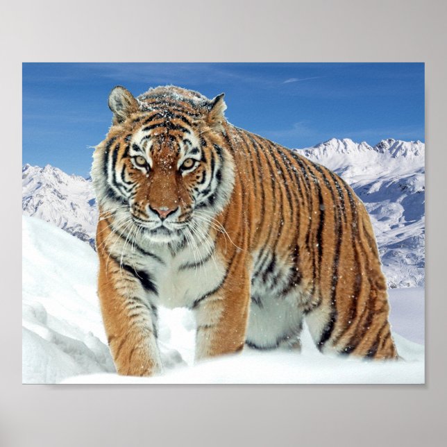Póster Poster de tigres de nieve, foto de invierno de la  (Frente)