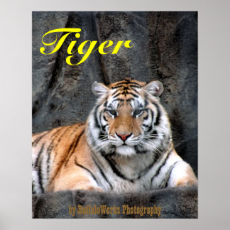Póster Poster de tigres en reposo