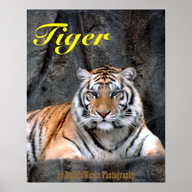 Póster Poster de tigres en reposo (Frente)
