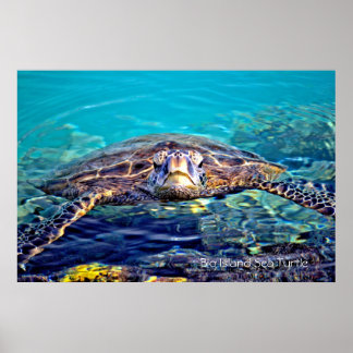Póster Poster de tortuga marina de las islas grandes