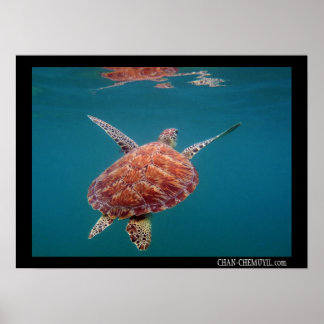 Póster Poster de tortuga marina gigante