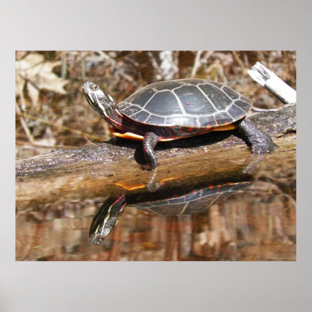 Póster Poster de tortuga pintada (Frente)
