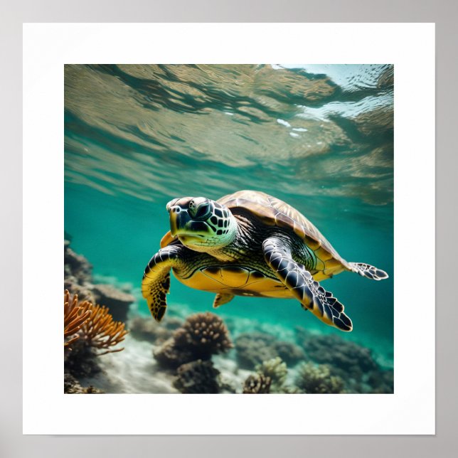 Póster Poster de tortuga submarina (Frente)