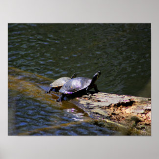 Póster Poster de tortugas