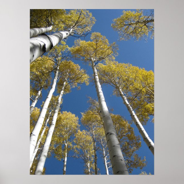 Póster Poster de Towering Aspens (5) (Frente)