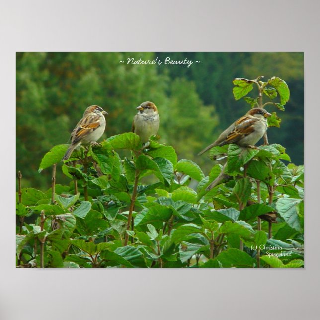 Póster Poster de tres amigas de pájaros pequeños (Frente)
