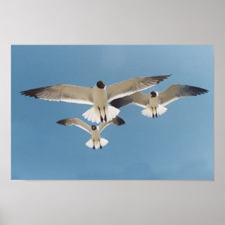 Póster Poster de tres gaviotas