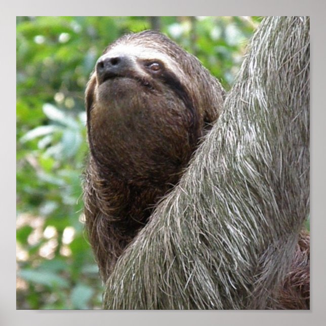 Póster Poster De Tres Toed Sloth (Frente)
