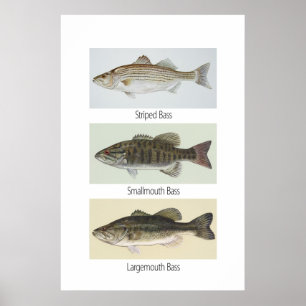 Póster Poster de tres vasos