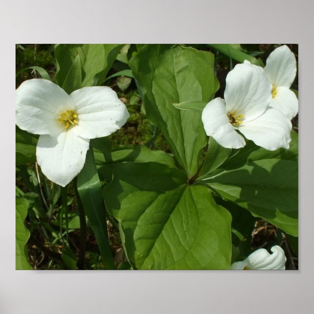 Póster Poster de trillium blanco bonito (Frente)