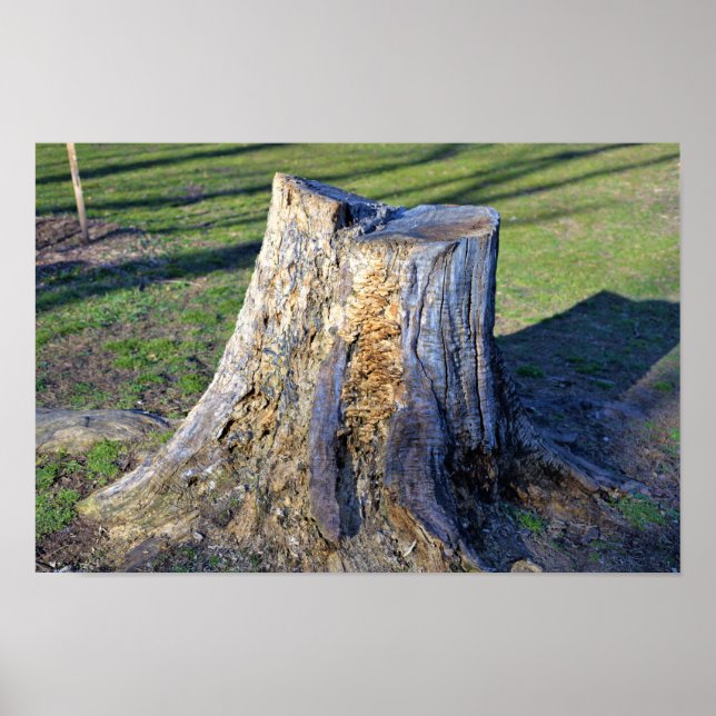 Póster Poster de trozos de árbol (Frente)