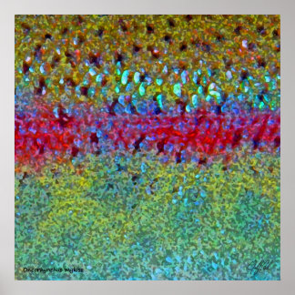 Póster Poster de trucha arco iris muy grande