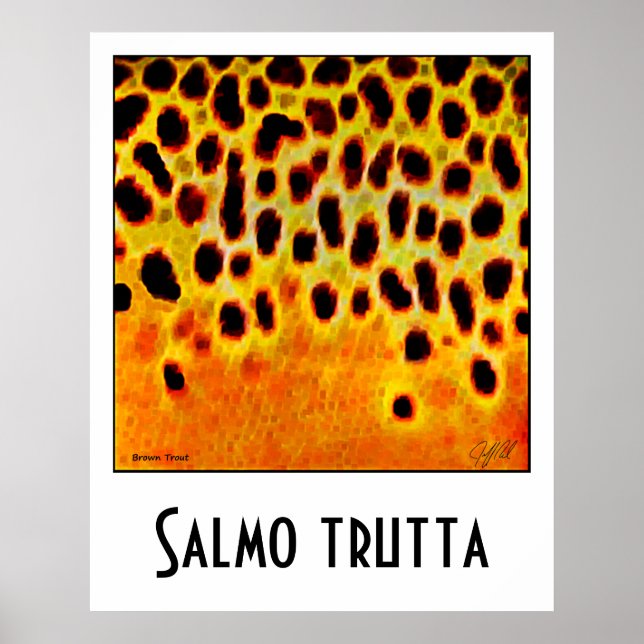 Póster Poster de trucha marrón (Frente)
