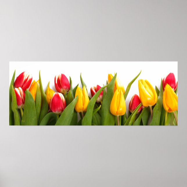 Póster Poster de Tulip Garden (Frente)