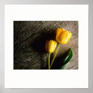 Póster Poster de tulipanes amarillos